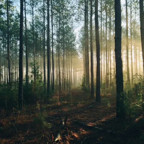 Morning light through a conifer plantation