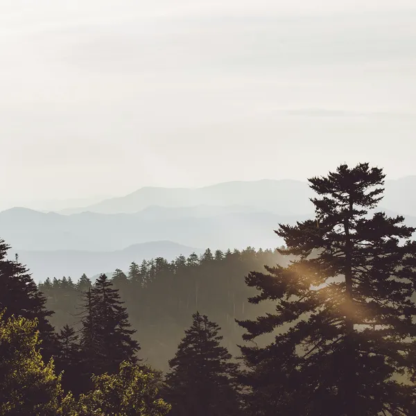 Misty hills behind a pine tree at sunset