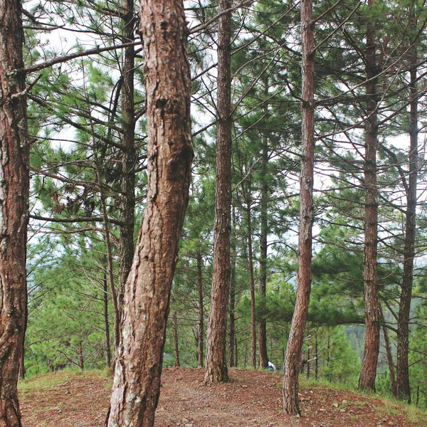 Pine trunks in a clearing