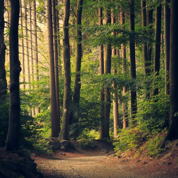 A sunlit path through tall woodland trees