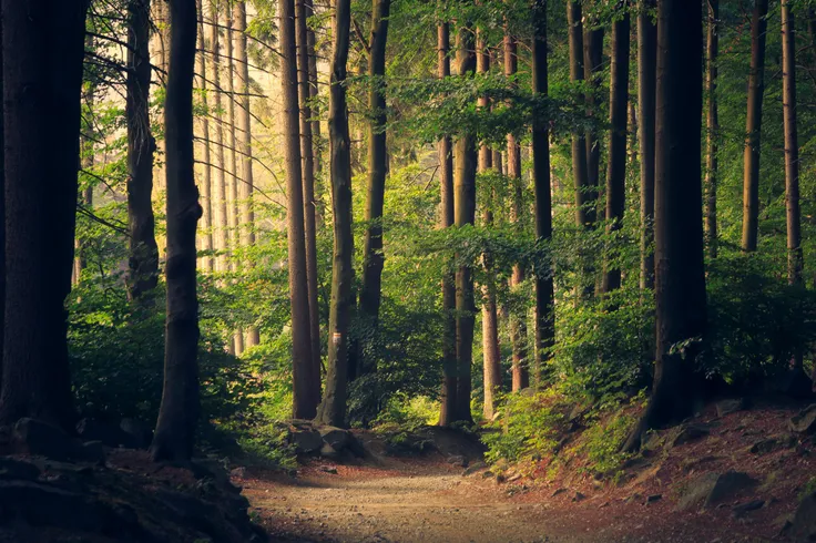 A sunlit path through tall woodland trees